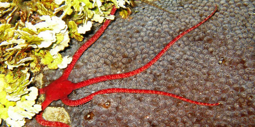 Rio_Cano_Cristales_Colombia