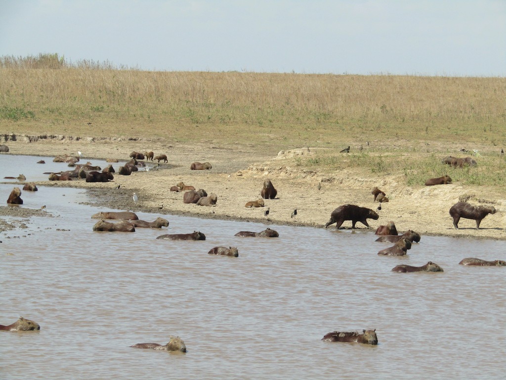On Colombian safari: Hato La Aurora, Casanare
